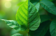 MÝTY A FAKTA O KRATOMU: ODDĚLUJEME PRAVDU OD FIKCE